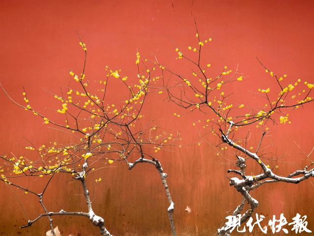 红墙白雪蜡梅香，明孝陵定格中式美学“天花板”