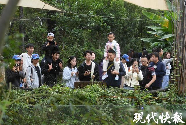 南京红山森林动物园南门新区正式开放，非洲区、唐家河展区全新亮相