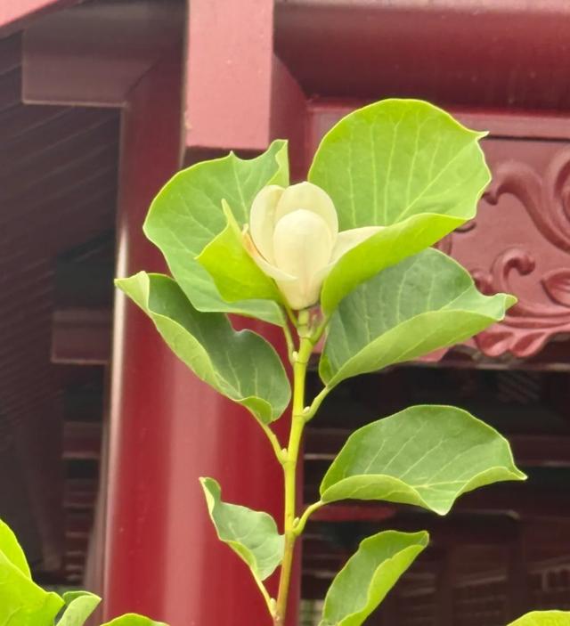 太惊喜！沈阳这个“顶流”竟然返场了！曾创下二十多万人打卡的纪录