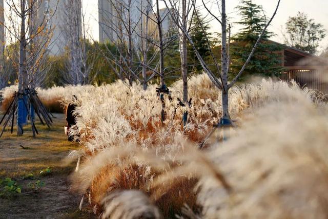 【美丽瀍河】走进霞光里的芦苇荡，聆听晚风絮语，畅游“毛茸茸”暖金花海！