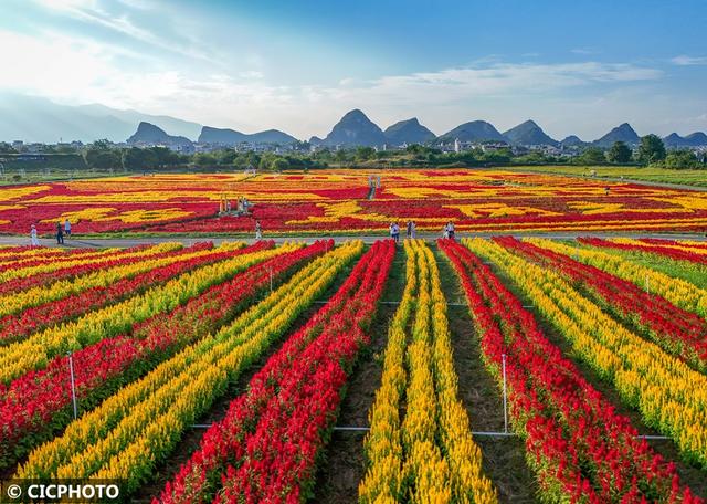 秋游花海，如行“花毯”