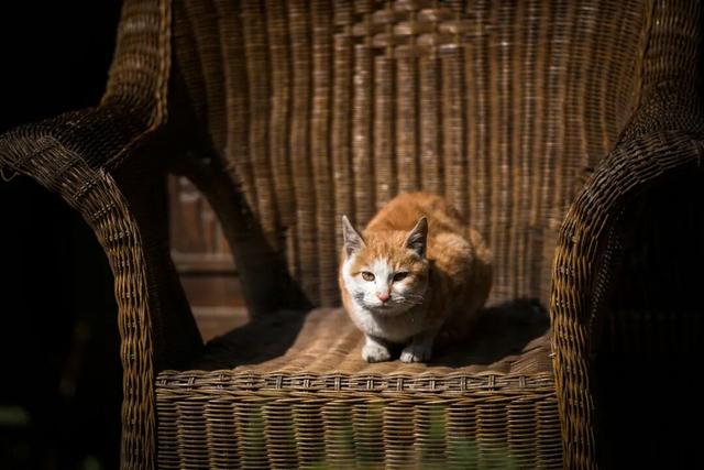 抢票式晒太阳！解码彭州“限量版暖阳”的私藏地图