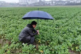 休宁县：农技人员田间“支招” 保障农业生产安全图片