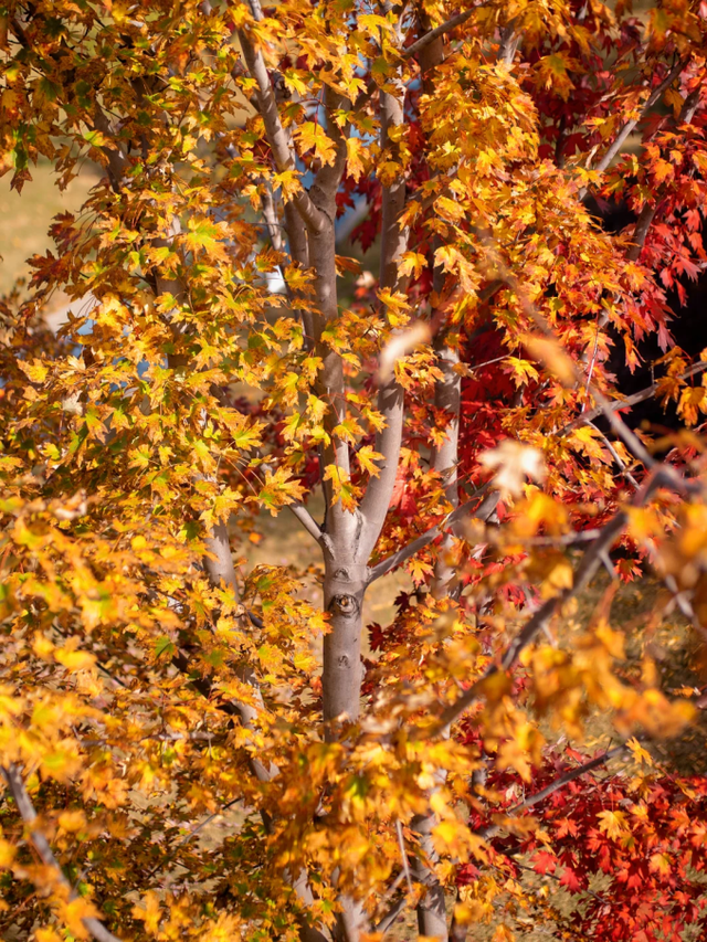 上海市区免费公园的枫叶大道红了！还有通往 “欧洲城堡” 的绝美旋梯→