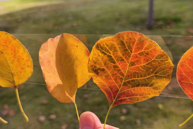 快出门！这些全是洛阳冬日限定！