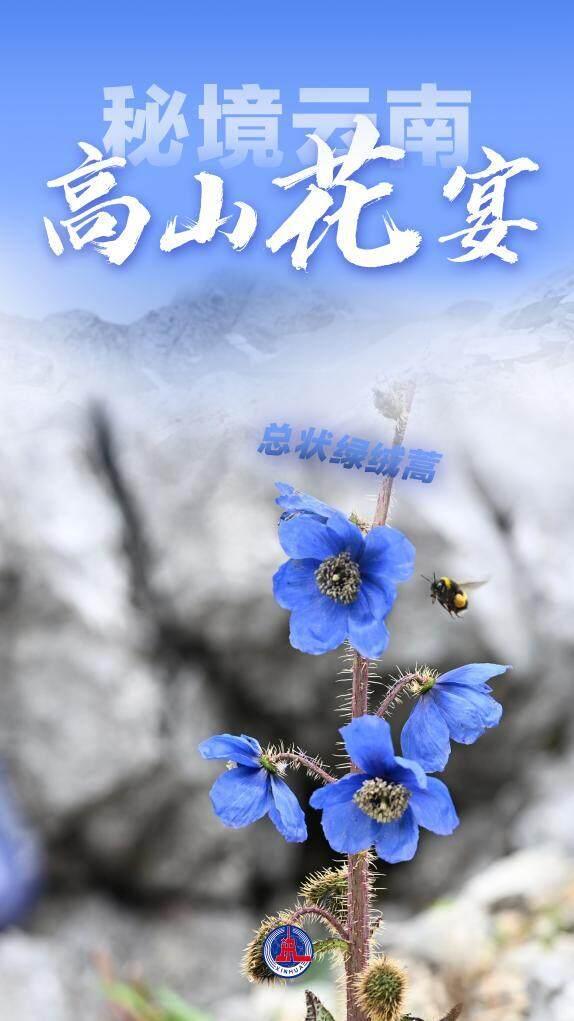 美丽中国丨秘境云南，高山花宴