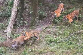 走进梅花山，揭开华南虎野化回归的神秘面纱图片
