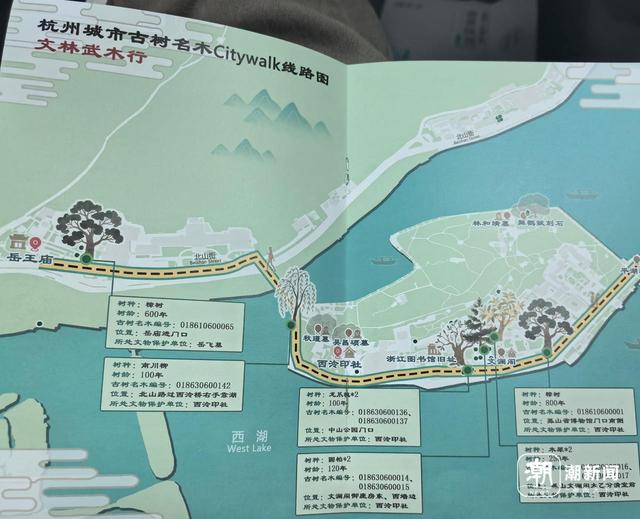 6条古树探寻线路来了！杭州第二批古树名木CityWalk线路图发布
