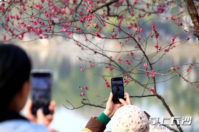 梅花满枝头，赏花打卡正当时｜组图