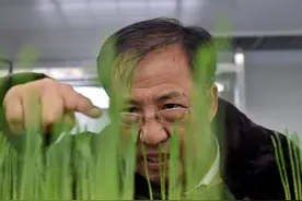 小麦与水稻两大主粮育种的中部担当图片