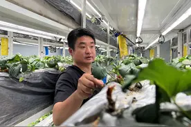 探访贵州遵义草莓“植物工厂”图片