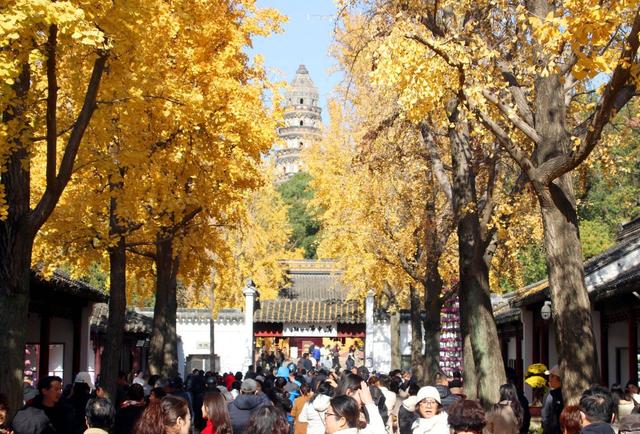 江苏：游苏州虎丘 赏金色银杏