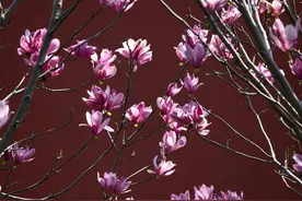 玉兰花开 风动暗香浓丨图集图片