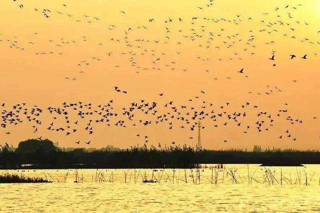 街头大量出现！常州人都已经捡上了