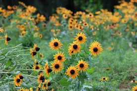 柘城：金光菊盛开 绽放美丽色彩图片