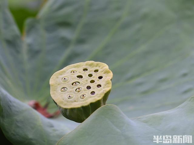 秋日荷韵
