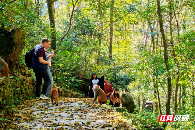 张家界国家森林公园秋意盎然，“捡秋” 之旅邂逅绝色山水