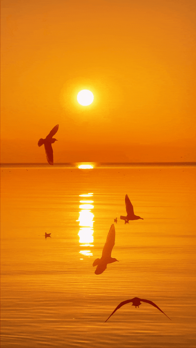 都是小众打卡点！在这些地方看海鸥，景美鸥多还诗意满满~