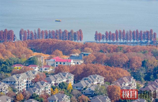 暖阳催彩叶，世界东湖初冬盛景已上线
