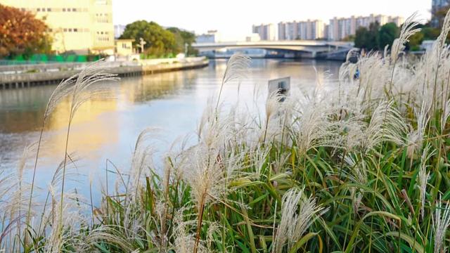 音乐公园、滨河步道……长宁这条有点小众的赏秋路线，别错过了！