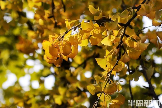 金秋斑斓 公园如画