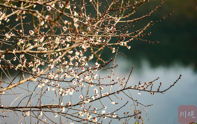 C视觉︱速来 大邑雁鹅村3000亩青梅花海已上线