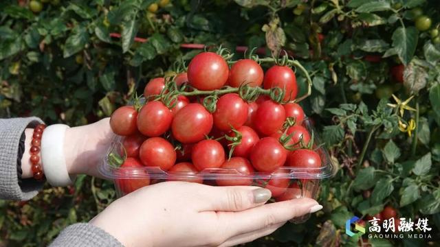 出发！高明遛娃采摘攻略来啦，甜度爆表（附定位）