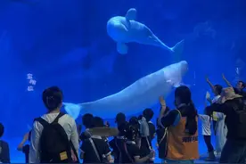 这个儿童节 这群“星星的孩子”交到了白鲸朋友图片