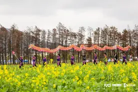 好热闹！珠海斗门油菜花海上演龙腾虎跃，珠西都市圈春花绽放图片