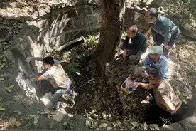 白云山有重大发现！图片