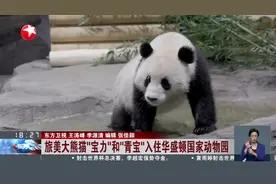 旅美大熊猫“宝力”和“青宝”入住华盛顿国家动物园视频封面