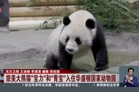 旅美大熊猫“宝力”和“青宝”入住华盛顿国家动物园视频封面