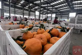 川观探市丨8元一斤，耙耙柑重回柑橘“顶流”？图片