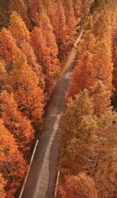 秋冬拍照超出片！郑州5个观赏水杉的好去处→