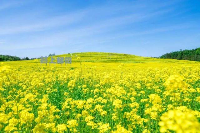 全球金奖！这次是——