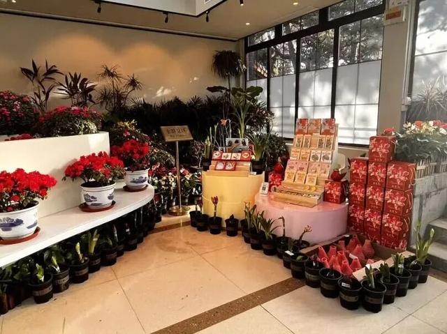 太美了！北京室内花海绽放，“兰”不住的冬日浪漫