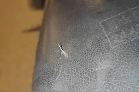 男子疑被共享电单车座椅藏针扎伤 广州一地警方回应图片