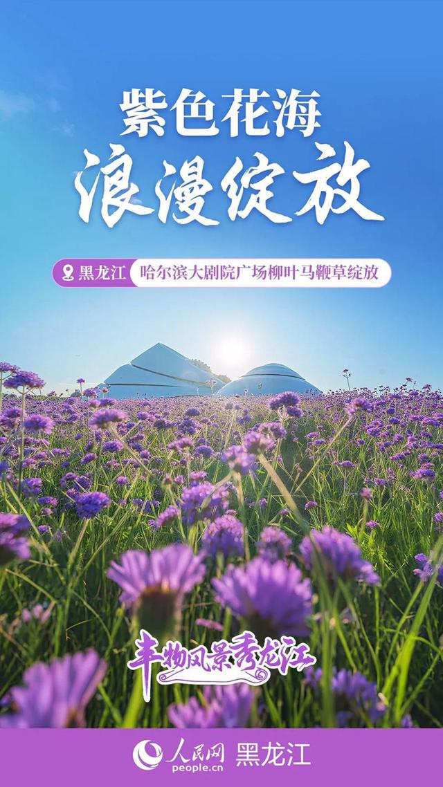丰物风景秀龙江｜黑土地的夏日“奋进曲”
