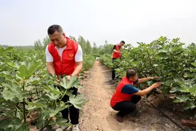 无花果的金色希望图片