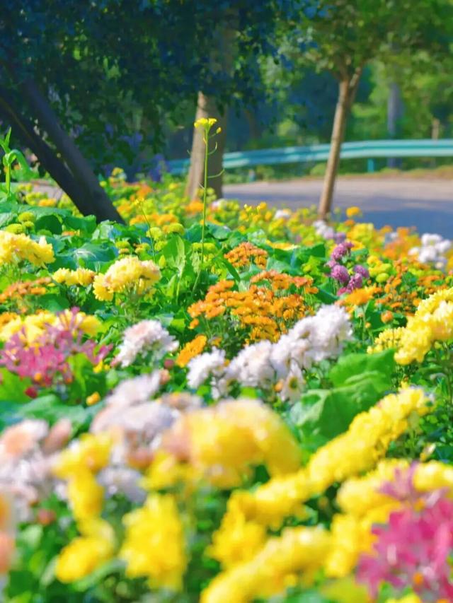 赏花、摘果、逛古镇，玩一天根本不够！