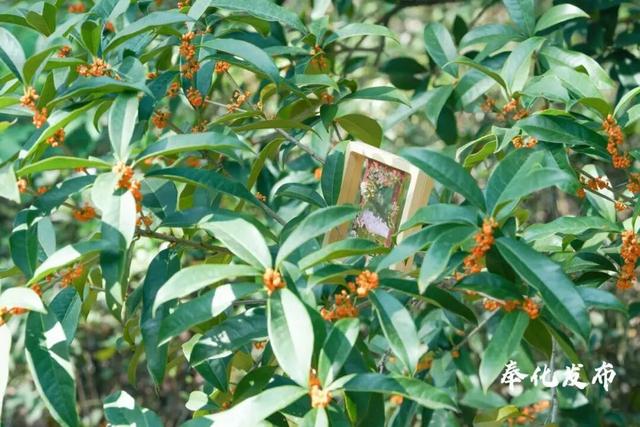 开了开了！奉化的秋天，真࿐香࿐啊࿐