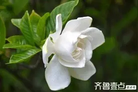盛开在瓷碗里的栀子花图片