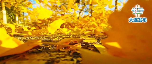 尽享秋日浪漫，大连24个“叶景打卡地”名单来了！
