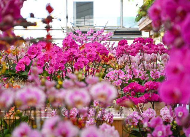 国庆就要玩好一点，“情”定陈村花花世界迷人眼