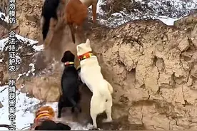 为爱犬复仇，小伙带狗群雪地追猎野猪王！网友直呼：“看得我热血沸腾”图片