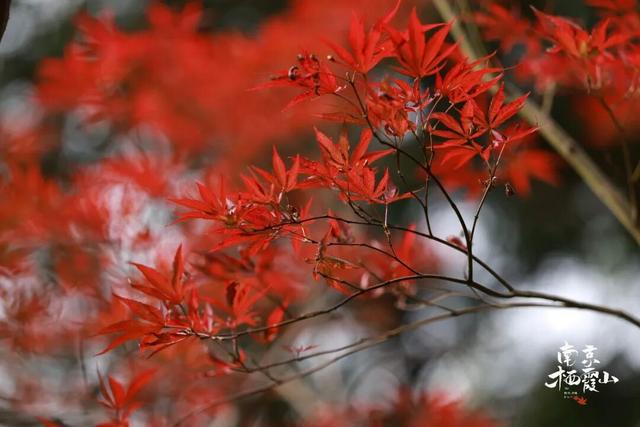 栖霞山红叶实拍+周末活动，不信你不动心！
