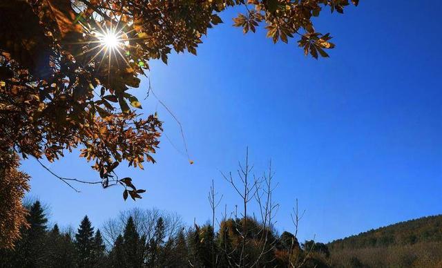 鹤峰中营：红红水杉醉冬阳