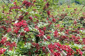 云龙功果桥镇：夏日好“丰”景 花椒香满园图片