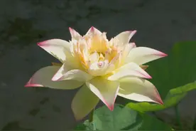 这28个荷花、睡莲品种赌你没见过！上海荷花睡莲展开启夏日赏花新体验，新培育品种首次亮相图片