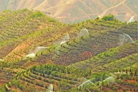 黄河畔  绿意长  文脉长（美丽中国·黄河大合唱  越唱越响亮①）图片